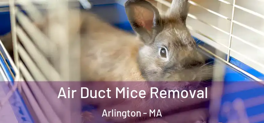  Air Duct Mice Removal Arlington - MA
